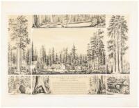 The Mammoth Tree Grove, Calaveras County California. A. Smith Haynes, Prop.