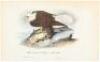 Collection of 202 hand-colored lithographed plates from the octavo edition Audubon's "The Birds of America, From Drawings Made in the United States and Their Territories" - 8