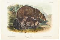 Collection of 82 hand-colored lithographed plates after John James & John Woodhouse Audubon, from the octavo edition of The Quadrupeds of North America