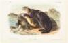 Collection of 82 hand-colored lithographed plates after John James & John Woodhouse Audubon, from the octavo edition of The Quadrupeds of North America - 3