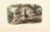 Collection of 82 hand-colored lithographed plates after John James & John Woodhouse Audubon, from the octavo edition of The Quadrupeds of North America - 4