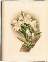 Reichenbachia. Orchids Illustrated and Described