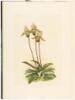 Reichenbachia. Orchids Illustrated and Described - 7