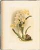 Reichenbachia. Orchids Illustrated and Described - 11