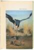 Walt Disney&rsquo;s Vanishing Prairie. A True-Life Adventure - 3
