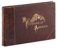 Wild Flowers of America