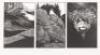 Fifty Woodengravings - 3