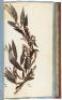 Herbier Forestier, ou Collection des esp&egrave;ces d'arbres et arbrisseaux qui composent les for&ecirc;ts... D&eacute;di&eacute; et pr&eacute;sent&eacute; au Roi. Par J.-B. Duchesne Fils, Jardinier en chef de Sa Majast&eacute; - 2