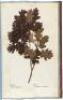 Herbier Forestier, ou Collection des espèces d'arbres et arbrisseaux qui composent les forêts... Dédié et présenté au Roi. Par J.-B. Duchesne Fils, Jardinier en chef de Sa Majasté - 3