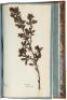 Herbier Forestier, ou Collection des esp&egrave;ces d'arbres et arbrisseaux qui composent les for&ecirc;ts... D&eacute;di&eacute; et pr&eacute;sent&eacute; au Roi. Par J.-B. Duchesne Fils, Jardinier en chef de Sa Majast&eacute; - 6