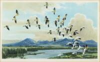 Snow Geese in California