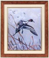 Lone Pintail - oil on canvas