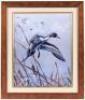 Lone Pintail - oil on canvas