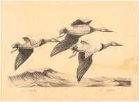 Canvasbacks - original lithograph