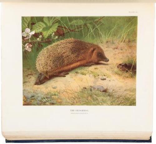 The Mammals of Great Britain and Ireland