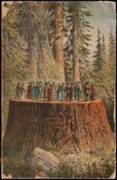 Beauties of California: Including Big Trees, Yosemite Valley, Geysers, lake Tahoe, Donner Lake, S.F. '49 & '83., Etc.