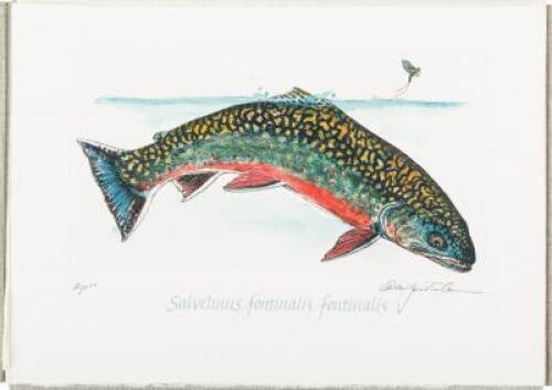 Trout: Brook, Brown & Rainbow