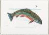 Trout: Brook, Brown & Rainbow