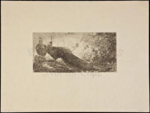 "Peacocks" (oblong plate) - Etching