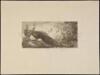 "Peacocks" (oblong plate) - Etching
