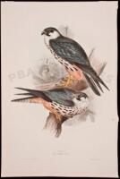 Hobby. Falco Subbuteo - Hand colored lithograph