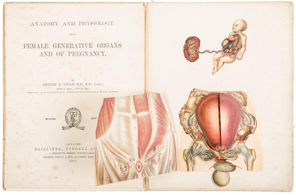 Anatomy and Physiology of the Female Generative Organs and of Pregnancy