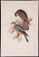 Merlin. Falco Aesalon - Hand colored lithograph