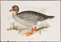 Grey Lag Wild Goose. Anser Palustrias - Hand Colored Lithograph