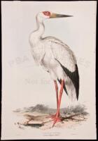 Maguari Stork. Ciconia Maguari. - Hand Colored Lithograph