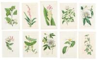 Approximately 90 hand-colored botanical plates published by Ridgway