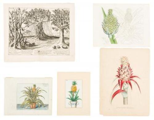 Approximately twenty botanical illustrations featuring the Pineapple