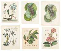 Approximately 100 miscellaneous colored botanical plates