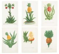 Six colored plates of the Pineapple from Weinmann's "Phytanthoza Iconographia"