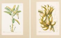 Five hand-colored engravings of banana plants from Plantae Selectae