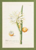 Three hand-colored engravings of the Night-blooming Cereus from Plantae Selectae