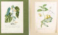 Five hand-colored engravings of fruits and flowers from Plantae Selectae