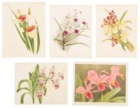 Approximately 100 chromolithograph plates from "The Garden"