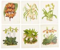 Thirty-four chromolithograph plates from The Orchid Album