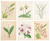 Approximately 110 chromolithograph botanical plates, mostly orchids
