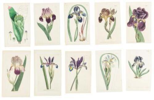 Approximately 150 hand-colored botanical plates from Curtis' Botanical Magazine or similar Curtis publications