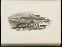 The Marine Mammals of the North-Western Coast of North America, Described and Illustrated: Together with an Account of the American Whale-Fishery