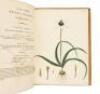 The Botanist's Repository for New, and Rare Plants - Volumes IV & V - 9