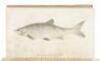 Notes of a Military Reconnoissance, from Fort Leavenworth, in Missouri, to San Diego, in California, Including Part of the Arkansas, Del Norte, and Gila Rivers - 6