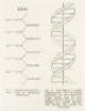 Seven early and seminal papers on DNA, in five issues of Nature from volumes 171, 172 and 173 - two papers signed by both Watson and Crick - 2