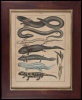 Framed Hand-Colored Print of Lizards