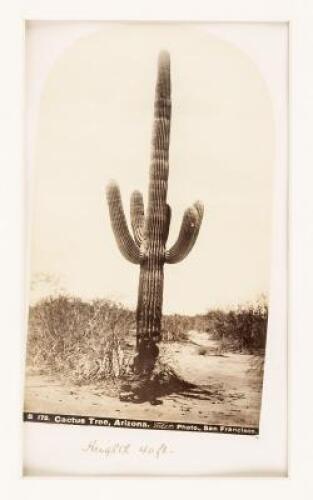 Cactus Tree, Arizona. B 175