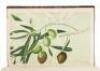 Views of Sobre Vista, the Home of Col. Geo. F. Hooper in Sonoma Valley, California [inserted at the rear of a bound volume of 25 chromolithograph plates of Olives from Raffaello Pecori's Cultura Dell'Olivo (1891)] - 5
