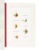 Irish Mayflies: A Fly-fisher's Guide - 4