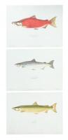 Salmon of the World