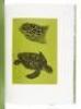 Cheloniidae: Sea Turtles - 5